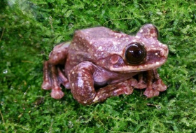Toughie the frog, likely the last of his species, dies 
